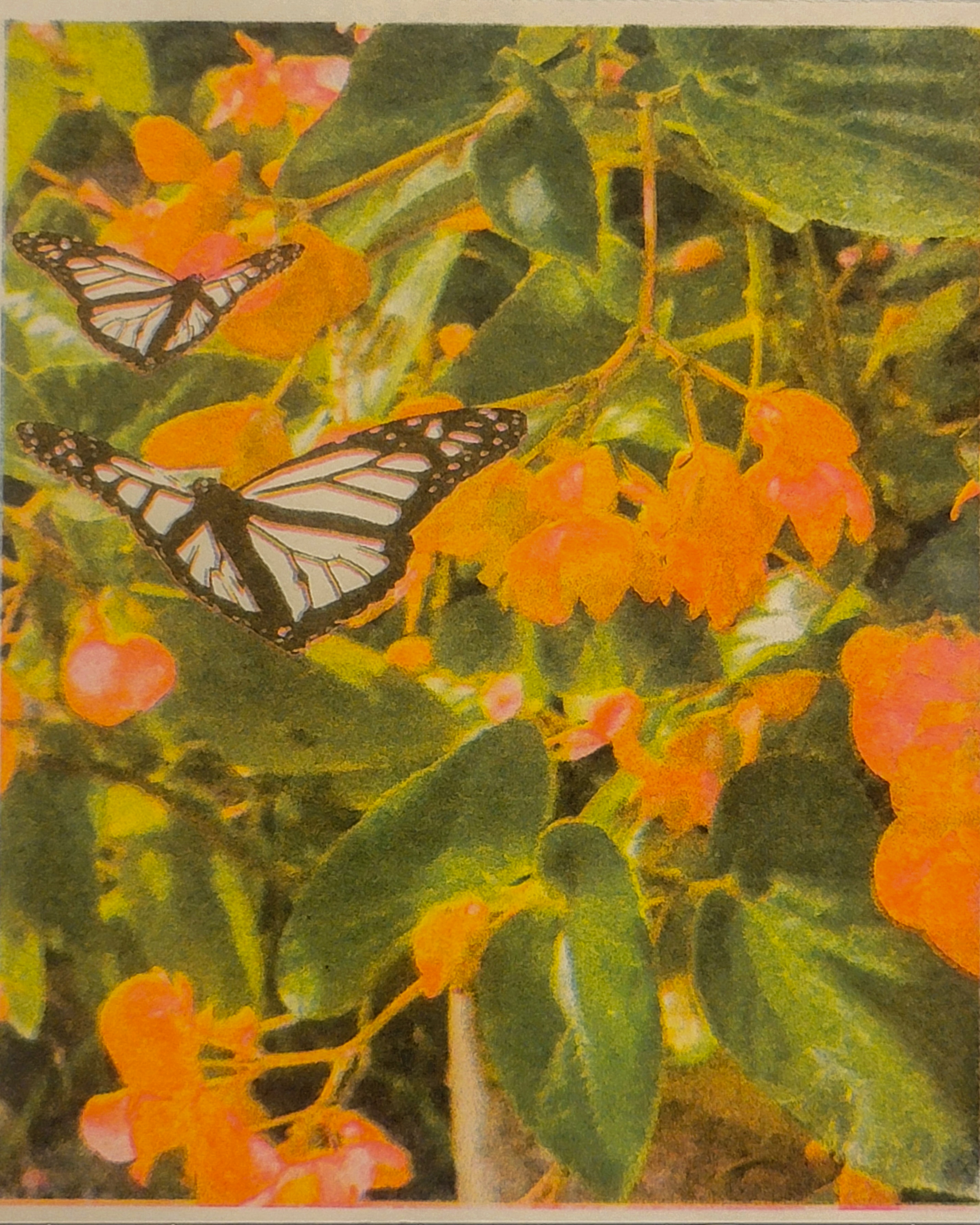 monarch